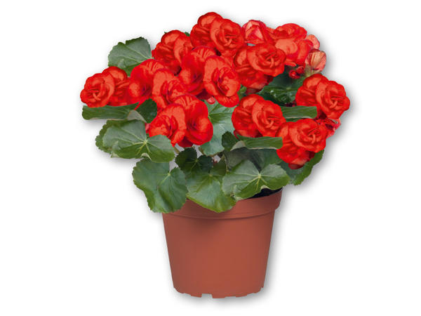 Begonia