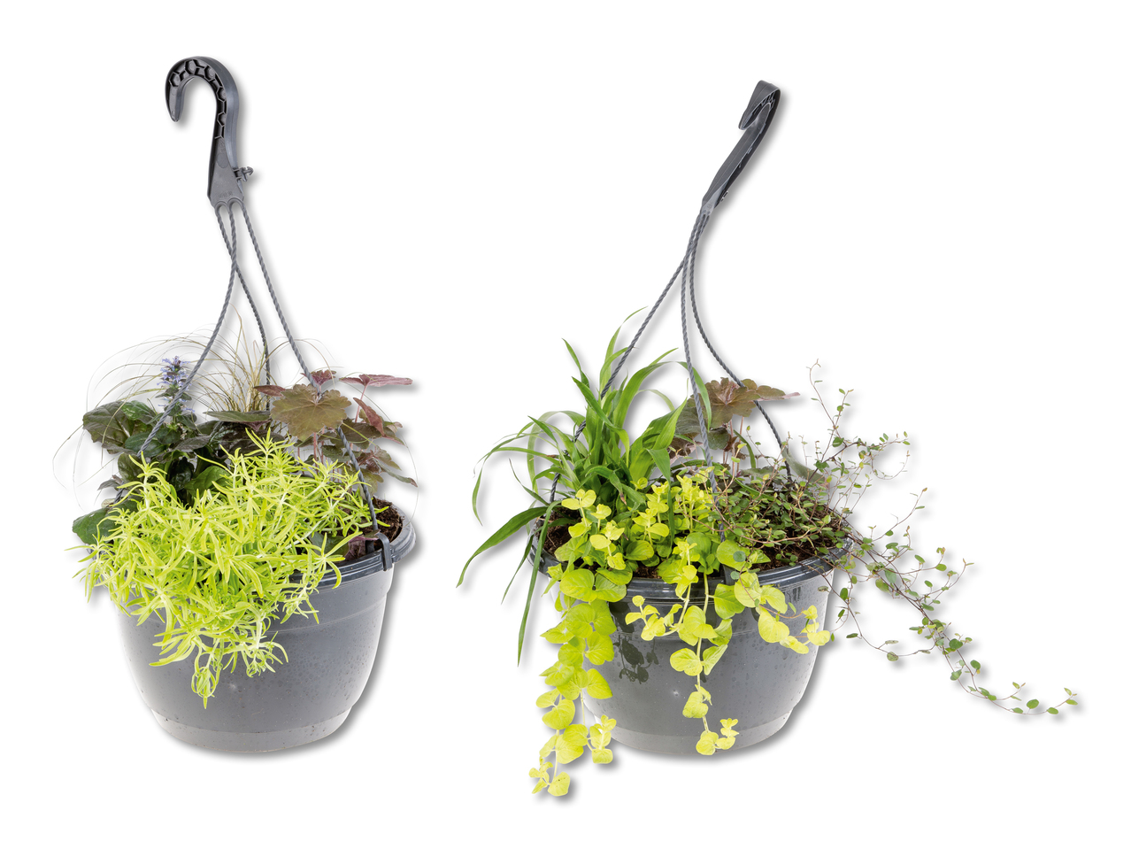 Plantes d'automne à suspendre