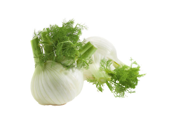 Frischer Fenchel