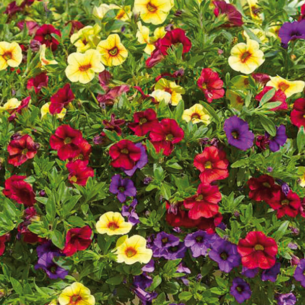 Confetti Garden Trio Mix