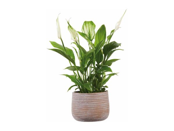 Peace Lily in Ceramic
