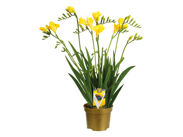 Freesia