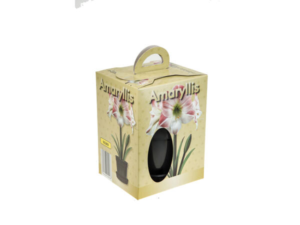 Amaryllis
