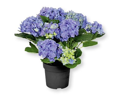 Hortensias bleues