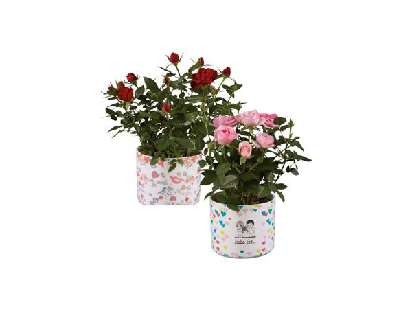 "Love is…" Roses