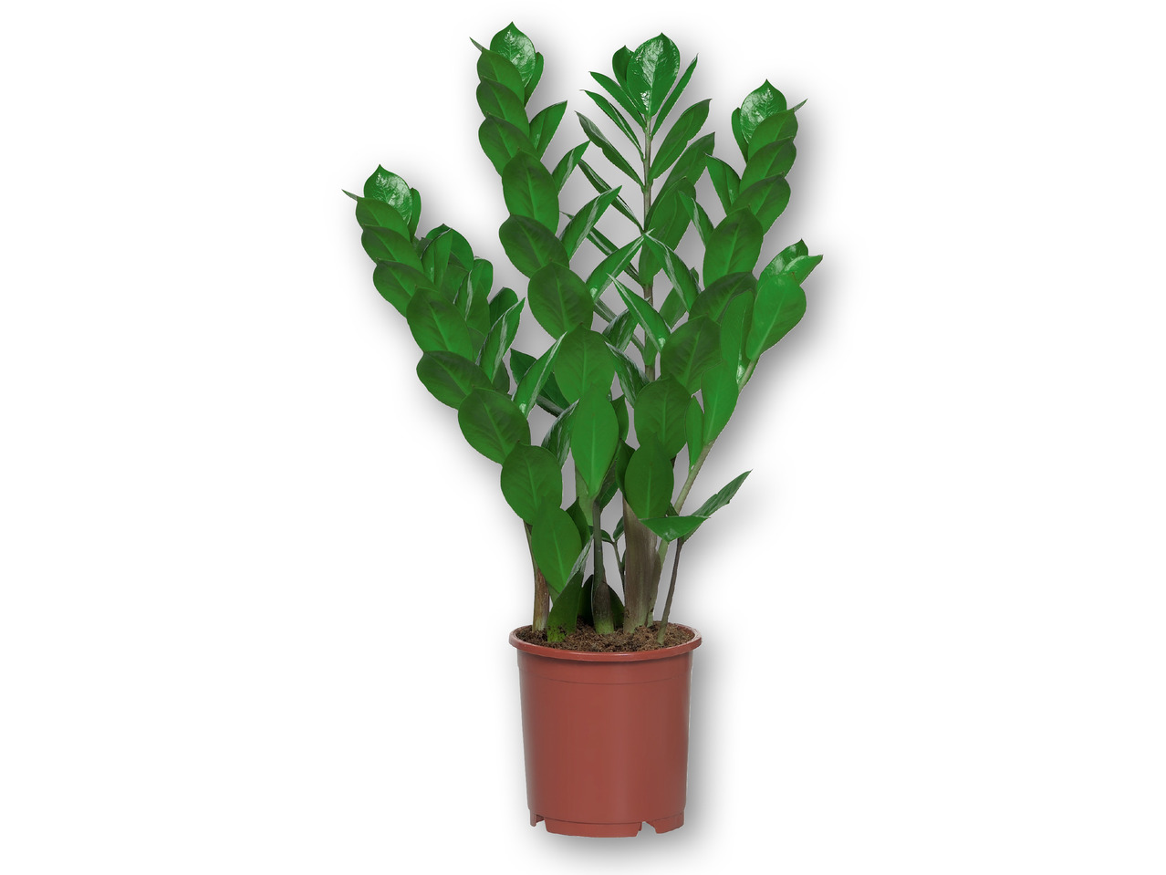 Zamioculcas