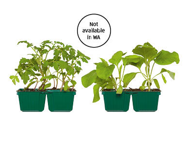 Seedlings 4pk