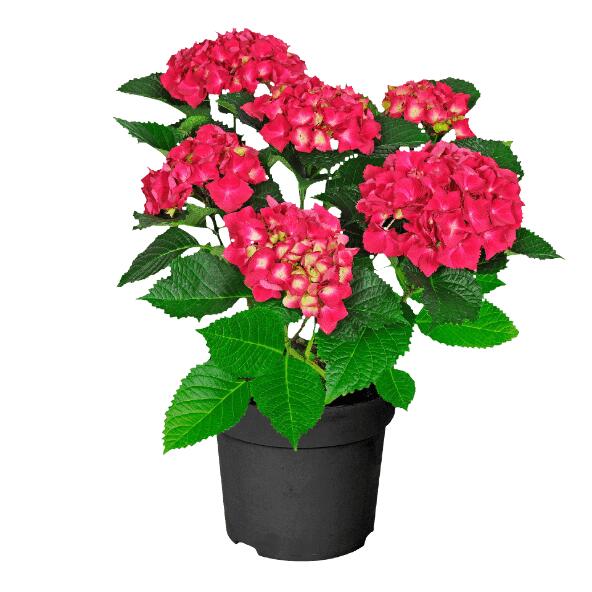 Tuinhortensia