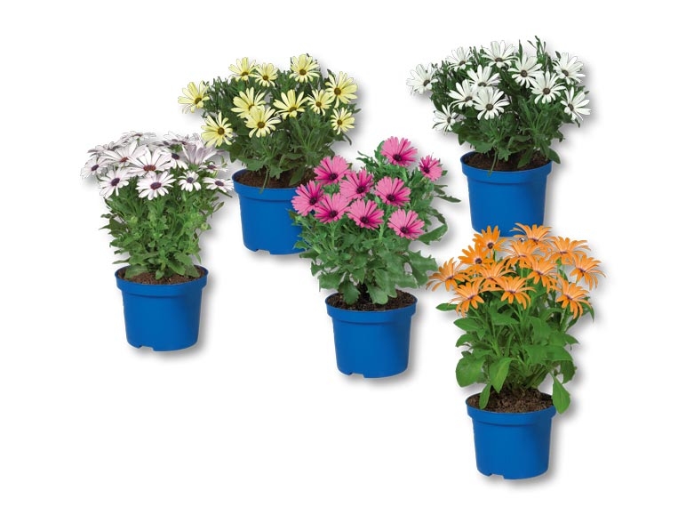 Osteospermum (dés 12.5.)