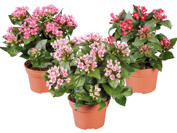 Bouvardia Bellevardia