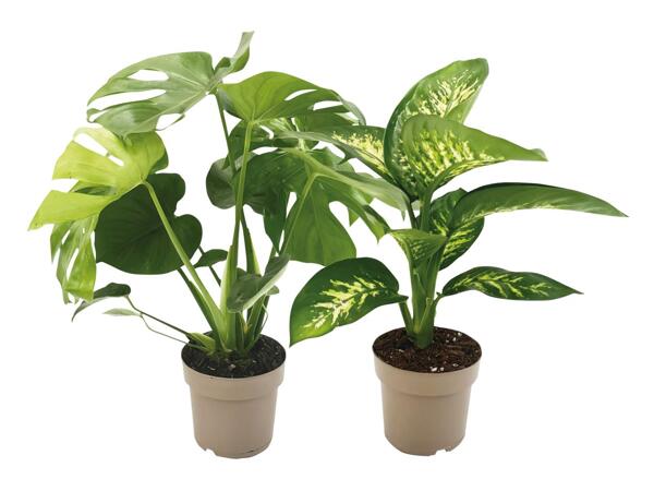 Green Plants