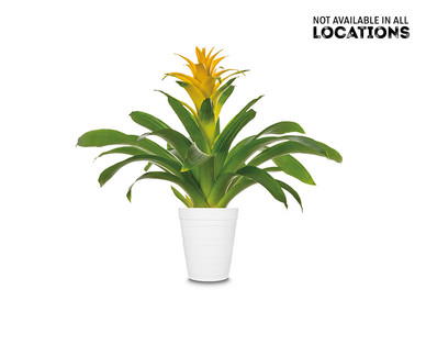 5" Bromeliad