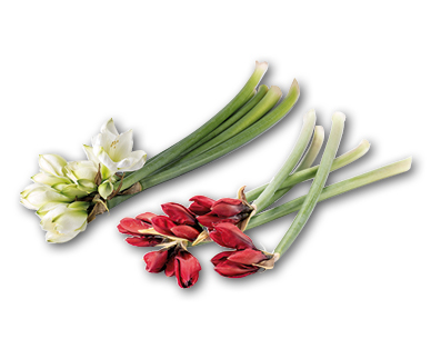 Amaryllis