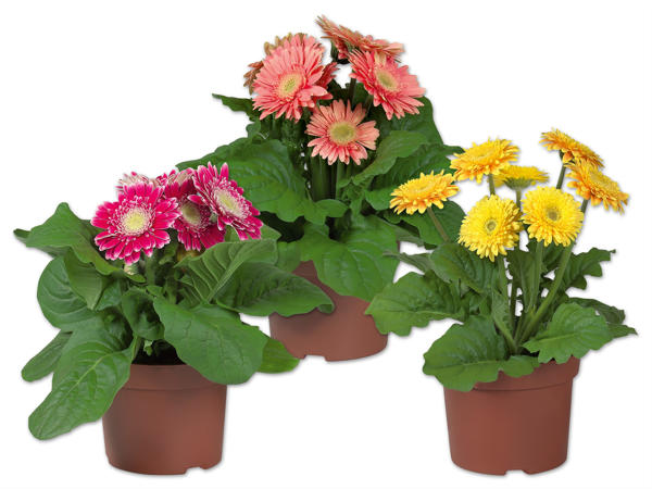 Gerbera