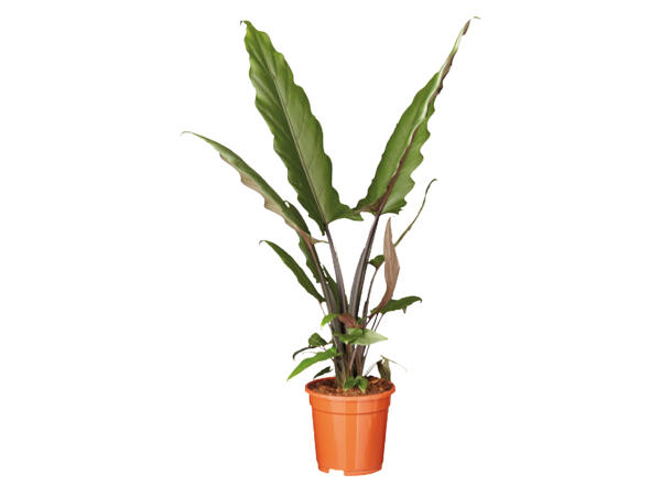 Alocasia Mix