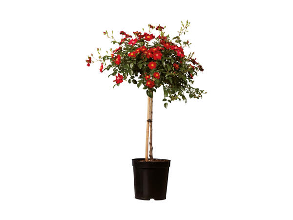 Opstammet rose