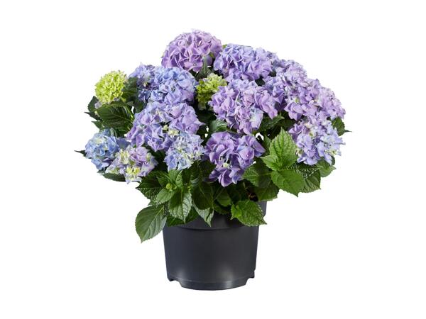 Extra Large Hydrangea
