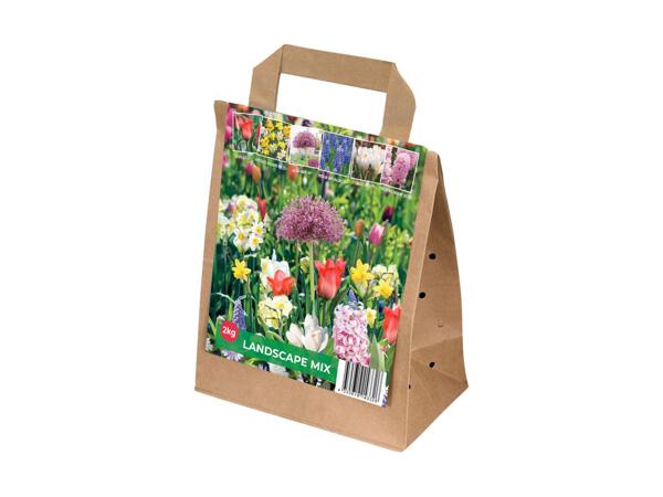 2 kg blandede blomsterløg