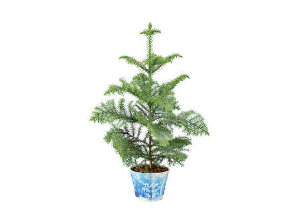 Araucaria Winter Wonderland