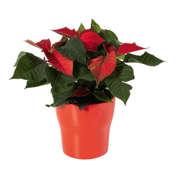 Kerstster