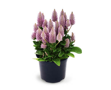 Ptilotus Joey 140mm