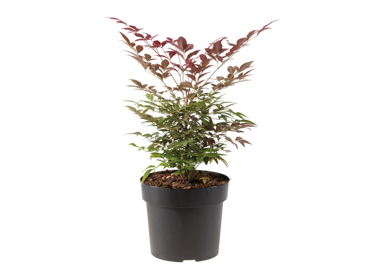 NANDINA DOMESTICA