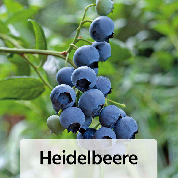 Niedrigwachsende Beerensträucher