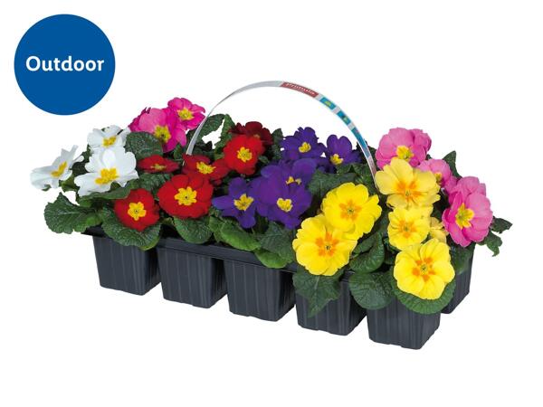Primroses