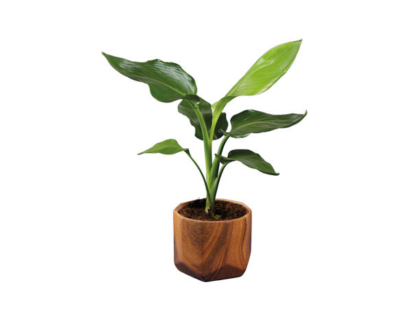 Green Plants in Wood Design Ceramic