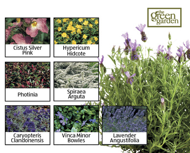 Spring Shrubs