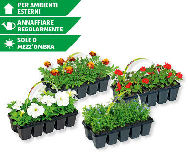 Piante tappezzanti