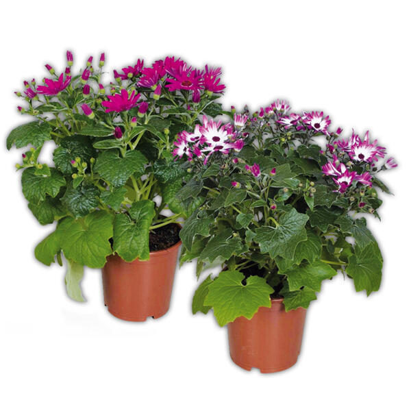 Teneriffa-Stern "Senetti"