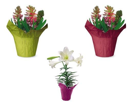 Tulips, Lilies or Hyacinths Assorted Colors