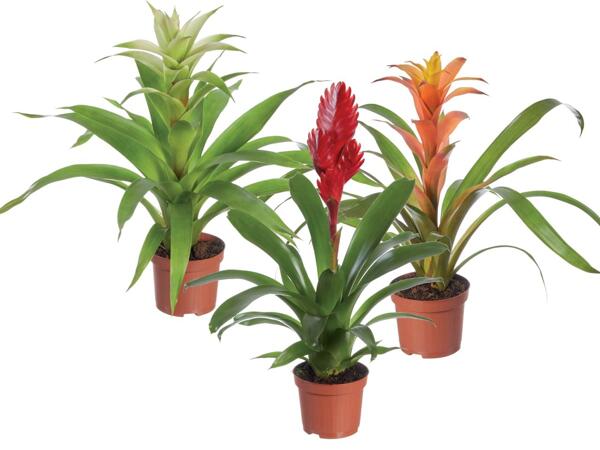 Bromelia