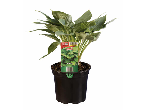 Hosta