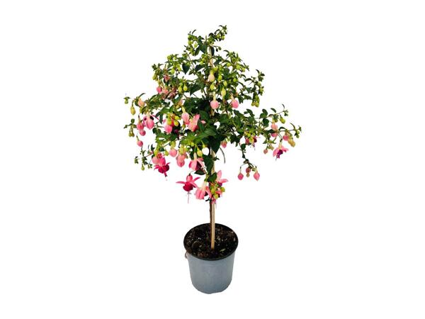 Fuchsia tree