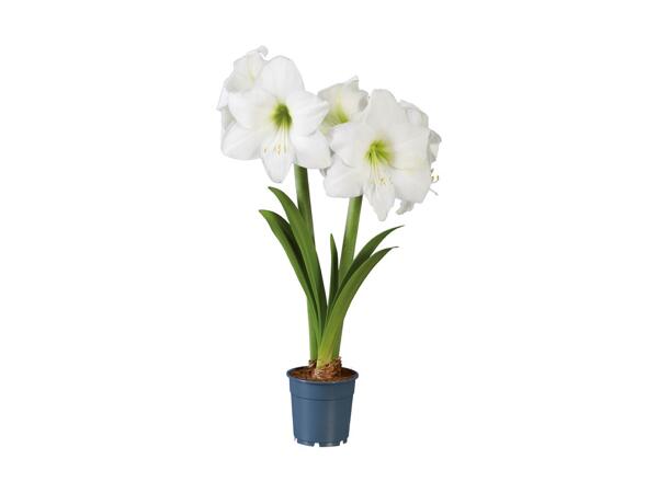 Amaryllis eller julestjerne