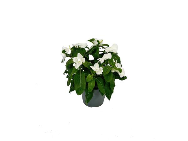 Vinca