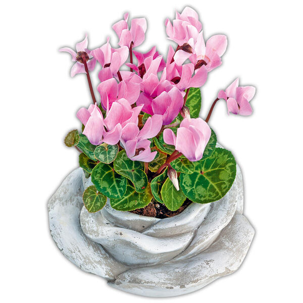 Bepflanzte Steinrose
