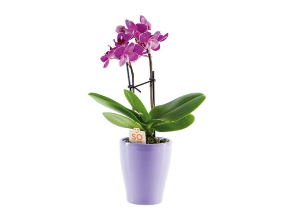 Mini Orchid in Ceramic