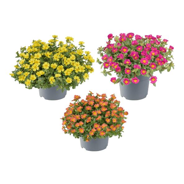 GARDENLINE(R) 				Portulaca