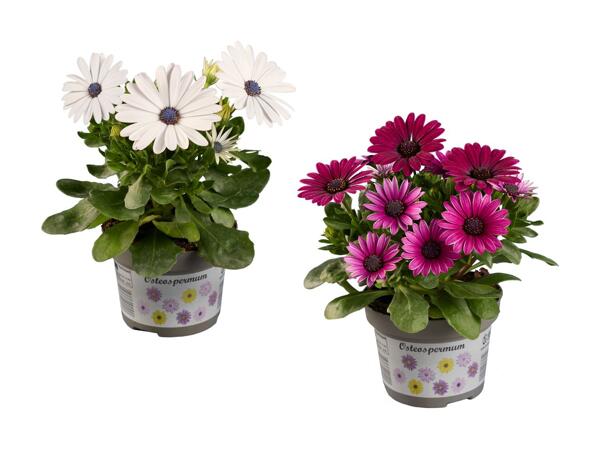 Spansk marguerit