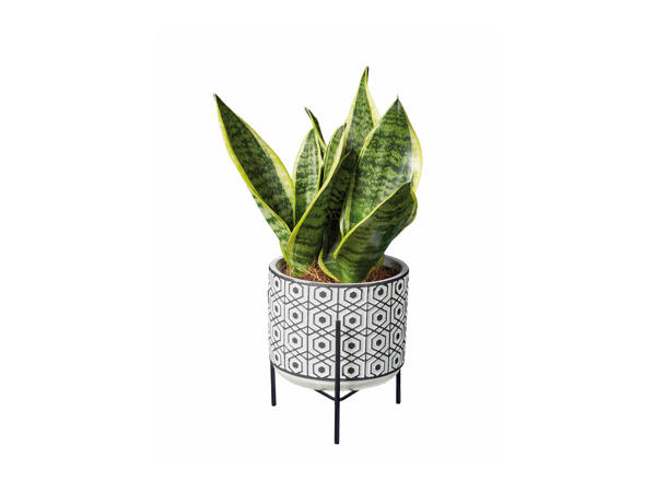Easy-care Houseplants