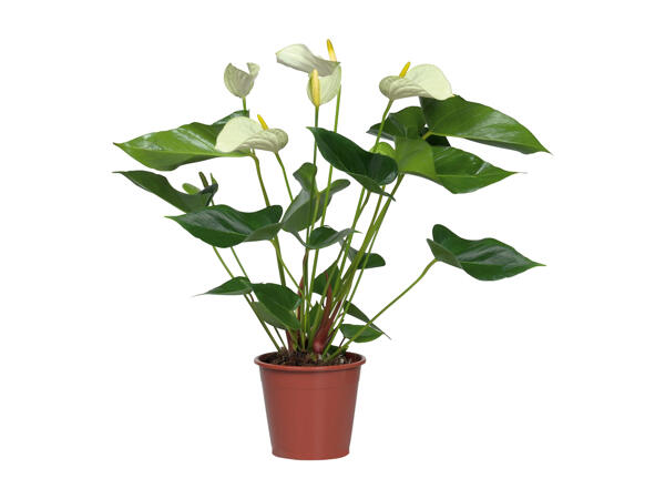 Anthurium Andreanum