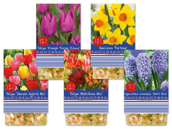 Frühjahrsblumenzwiebeln