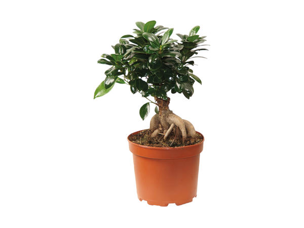 Ficus microcarpa laurbærfigen