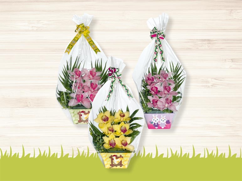 Orchidées de Pâques 6 fleurs (dès 23.3.)