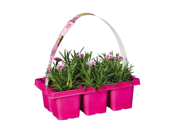 Dianthus Pink Kisses