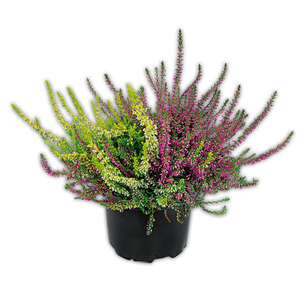 Heidekraut Calluna Twins