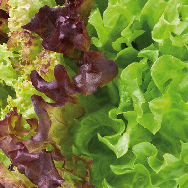 Bio-Salat